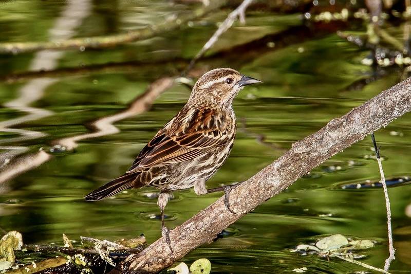 Female red-winged blackbird by Andy Morffew is licensed under CC BY 2.0.